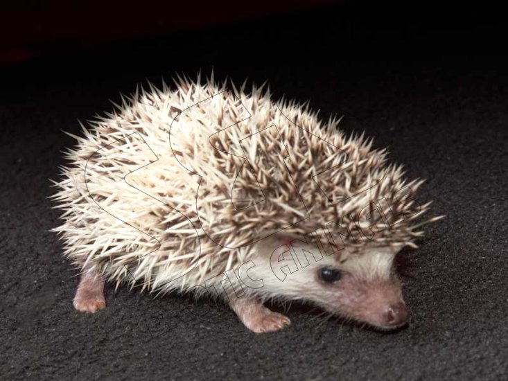 Introducing Shain, the pinto hedgehog! - Click Image to Close
