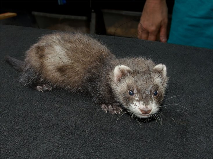 Introducing Felix, the sable mask ferret! - Click Image to Close