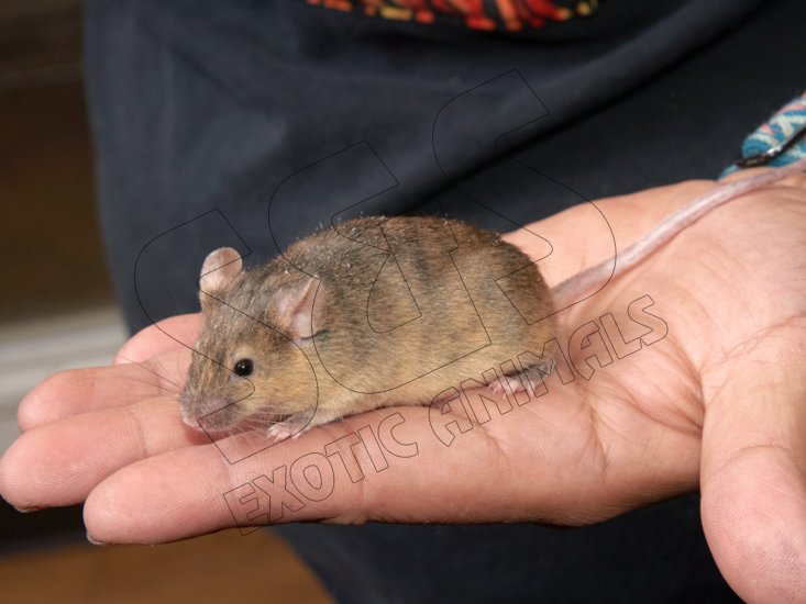 Introducing Grayson, the brindle mouse! - Click Image to Close