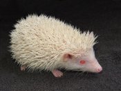 Welcome Ashtyn, the albino hedgehog!