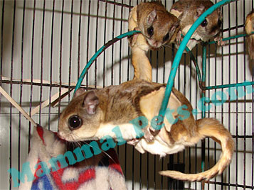 Flying Squirrel Care Sheet
