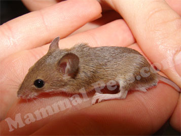 Pygmy Mice Care Sheet