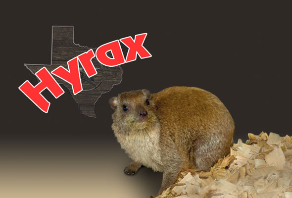 Mammal Pets,buy mammals online