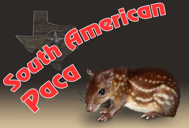 Mammal Pets,buy mammals online