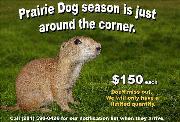 Mammal Pets,buy mammals online