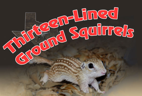 Mammal Pets,buy mammals online