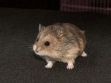 Introducing Roland, the Djungerian dwarf hamster!