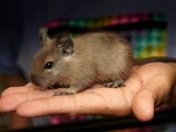 Welcome Shemar, the blue degu!