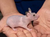 Meet Hana, the hairless hamster!