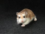 Baby hamsters shop for sale