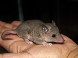 Welcome Kendrae, the short tail opossum!