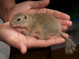 Welcome Darien, the Richardson’s ground squirrel!