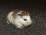 Welcome Reggie, the Roborovski dwarf hamster!