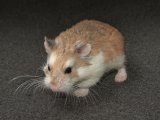 Say hello to Rachel, the Roborovski dwarf hamster!
