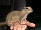 Introducing Darline, the Richardson’s ground squirrel!