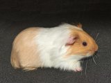 Philbert is a debonair baby male brown Peruvian guinea pig that