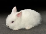 Meet Leonel, the lion head bunny!