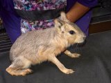 Meet Carley, the Patagonian cavy!