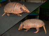 Meet Phillipp and Phoenix, the armadillos!