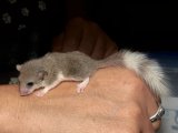Welcome Doralee, the ringtail pied dormouse!