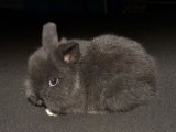 Welcome Bindi, the lion head bunny!
