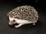 Meet Emilia, the salt & pepper hedgehog!