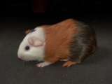 Welcome Ronan, the American guinea pig!