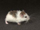 Meet Robyn, the Roborovski dwarf hamster!