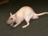 Meet Randall, the hairless rat!