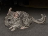 Welcome Cherie, the gray chinchilla!
