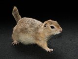 Welcome Georgea, the Richardson’s ground squirrel!