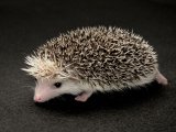 Introducing Moris, the salt & pepper pinto hedgehog!