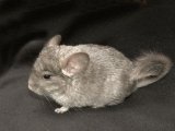 Say hello to Victoria, the violet chinchilla!