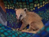 Welcome Monika, the mountain coatimundi!