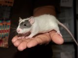 Meet Dougie, the dumbo rat!