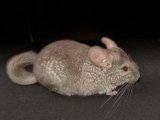 Meet Ralphie, the beige chinchilla!