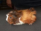 Meet Isla, the Abyssinian guinea pig!