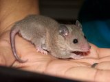 Meet Karson, the short tail opossum!