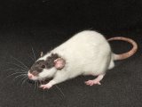 Meet Zorro, the dumbo rat!