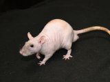 Welcome Randy, the hairless rat!