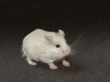 Welcome Rosa, the Roborovski dwarf hamster!