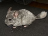 Introducing Pennie, the pied mosaic chinchilla!