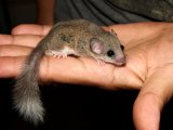 Introducing Penn, the white tipped dormouse!