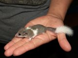 Welcome Dominick, the white tipped pied dormouse!