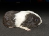 Meet Oskar, the silkie guinea pig!