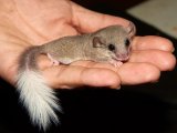 Meet Isabella, the white tipped dormouse!