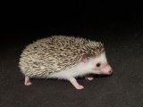 Welcome Halle, the salt & pepper hedgehog!