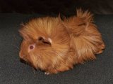 Introducing Philbert, the Peruvian guinea pig!