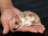 Meet Bridgette, the Syrian hamster!