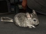 Say hello to Goober, the gray chinchilla!